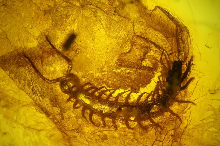 Detailed Fossil Centipede (Chilopoda) In Baltic Amber #145476